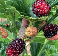 Mulberries