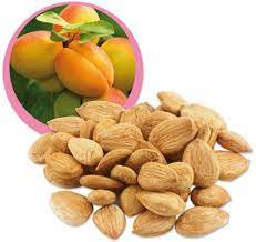 Premium Apricot Seeds Product Image